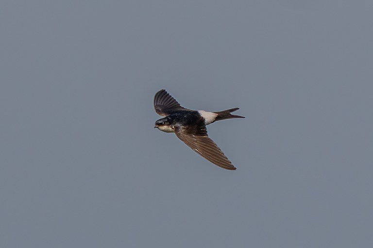 Воронок
